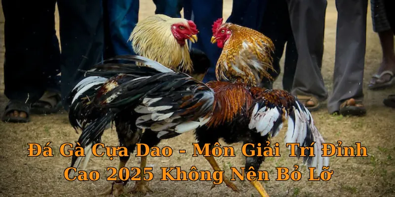 Đá Gà Cựa Dao - Môn Giải Trí Đỉnh Cao 2025 Không Nên Bỏ Lỡ