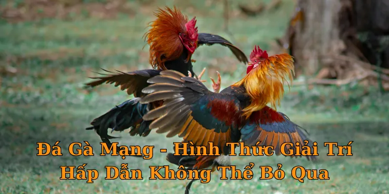 Đá Gà Mạng - Hình Thức Giải Trí Hấp Dẫn Không Thể Bỏ Qua