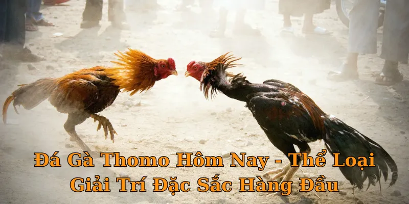 Đá Gà Thomo Hôm Nay - Thể Loại Giải Trí Đặc Sắc Hàng Đầu