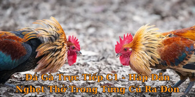 Đá Gà Trực Tiếp C1 - Hấp Dẫn Nghẹt Thở Trong Từng Cú Ra Đòn